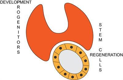 Cover image for research topic "Progenitors and Stem Cells in Thyroid Development, Disease, and Regeneration"