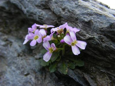 Cover image for research topic "The Evolutionary and Population Genomics of Plant Adaptation to Extreme Habitats"