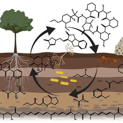Cover image for research topic "Small Molecules Bridging Terrestrial Microbial Interactions in Multitrophic Systems"