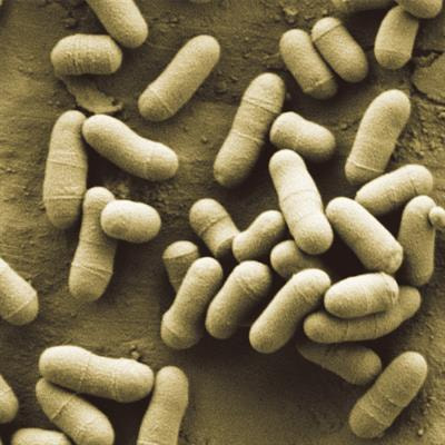 Cover image for research topic "Engineering Corynebacterium glutamicum Chassis for Synthetic Biology, Biomanufacturing, and Bioremediation"