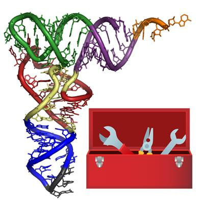 Cover image for research topic "Understanding the Importance of Non-Canonical tRNA Function"