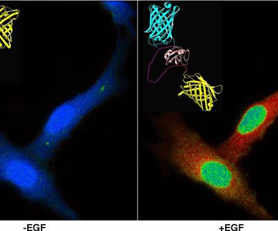 Cover image for research topic "New Insights into Cardiovascular Mechanobiology: Molecular Basis and Clinical Perspectives"