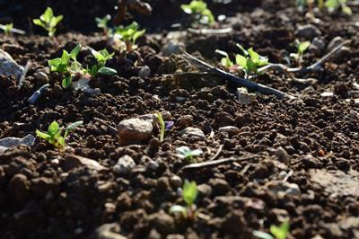 Cover image for research topic "Vegetation Effects on Soil Organic Matter in Forested Ecosystems"