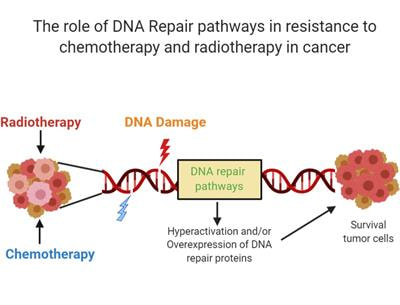 Cover image for research topic "The Role of DNA Repair Pathways in Resistance to Chemotherapy and Radiotherapy in Cancer"