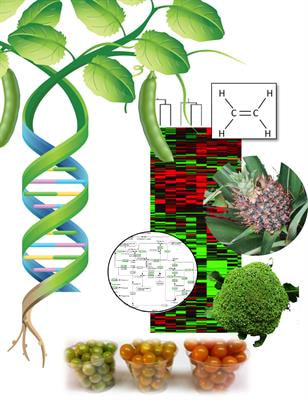 Cover image for research topic "Postharvest Ripening, Senescence, and Technology"