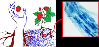 Cover image for research topic "Arbuscular Mycorrhizal Fungi: The Bridge between Plants, Soils, and Humans"