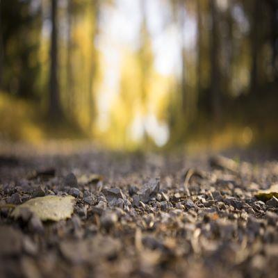 Cover image for research topic "New Frontiers and Paradigms in Terrestrial Nitrogen Cycling"