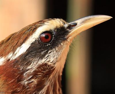 Cover image for research topic "Impacts of Habitat Transformation on Species, Biodiversity and Ecosystems in Asia"