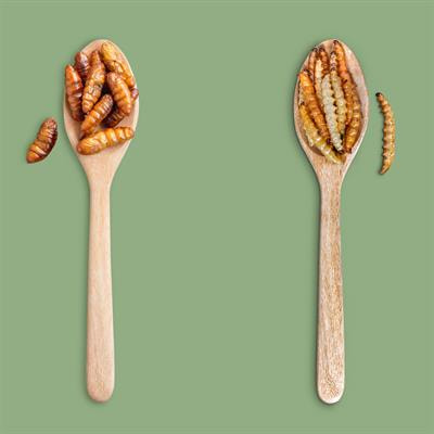 Cover image for research topic "Edible Insects: From Farm to Fork"