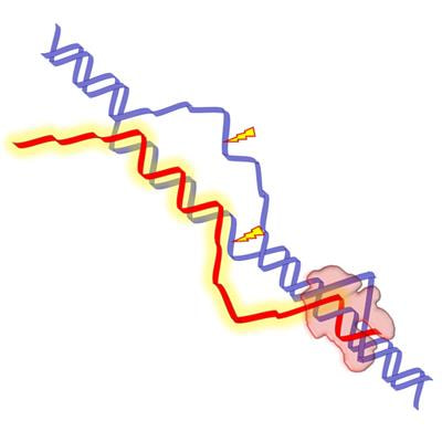 Cover image for research topic "The Role of RNA in Genome Stability: To Wreck or Repair?"