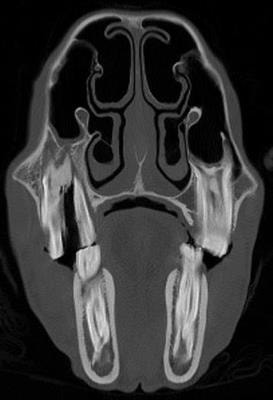 Cover image for research topic "Advances in Equine Dental and Sinonasal Disorder Research"
