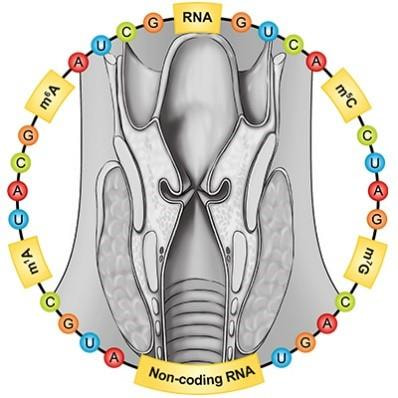 Cover image for research topic "RNA modifiers in Head and Neck Cancer"