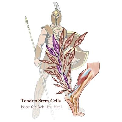 Cover image for research topic "Tendon Stem Cells from Basic Biology to Clinical Application"
