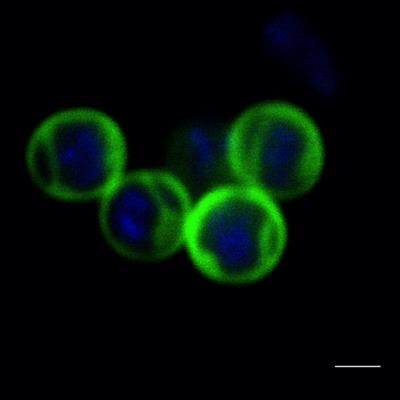 Cover image for research topic "Structure, Function and Evolution of Complex Cellular Organization in Bacteria and Archaea"