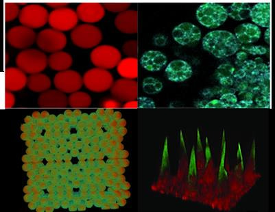 Cover image for research topic "Microencapsulation for Biomedical Applications"