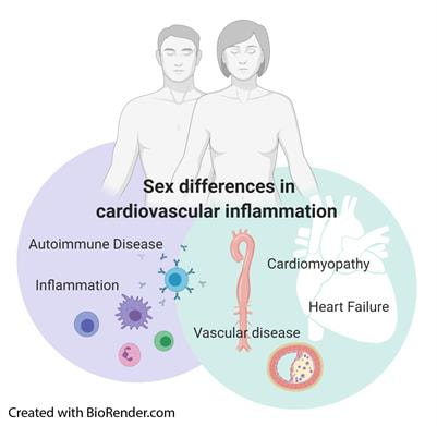 Cover image for research topic "Sex Differences in the Inflammatory Response"