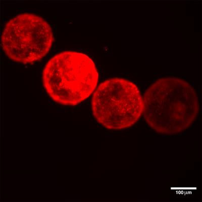 Cover image for research topic "From Single Stem Cells to Organoids, Organ Repair, and Public Health"