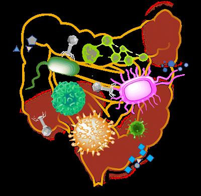 Cover image for research topic "Microbiome in IBD: From Composition to Therapy"