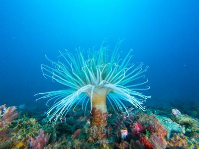 Cover image for research topic "Biodiversity and Distribution of Benthic Invertebrates - From Taxonomy to Ecological Patterns and Global Processes"