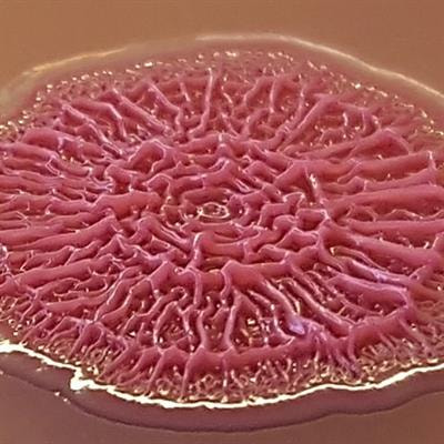 Cover image for research topic "The Impact of Biofilms on Evolution and Dissemination of Antimicrobial Resistance"