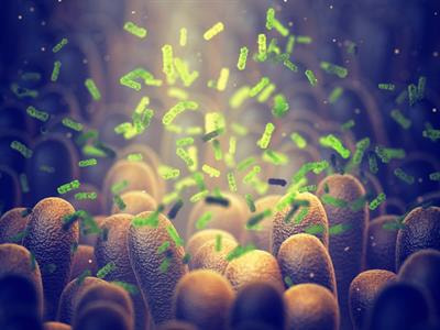 Cover image for research topic "Beyond Probiotics: Dietary Microbial Modulators of the Immune System - Effects and Mechanisms"