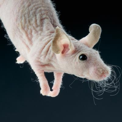 Cover image for research topic "Humanized Mouse Models to Study Immune Responses to Human Infectious Organisms"