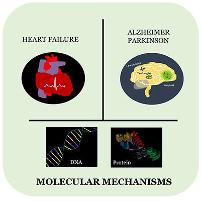 Cover image for research topic "Molecular Mechanisms Involved in Heart Failure, Parkinson's and Alzheimer's Diseases"
