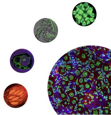 Cover image for research topic "Germ Cell Development and Reproductive Aging"