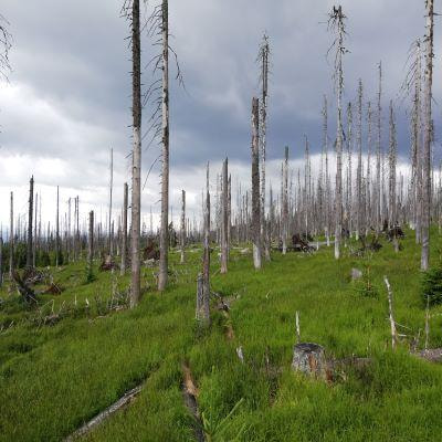 Cover image for research topic "Natural Disturbance, Forest Management, and Ecosystem Functioning"