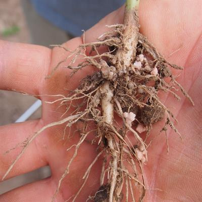 Cover image for research topic "Maximizing Nitrogen Fixation in Legumes as a Tool for Sustainable Agriculture Intensification"