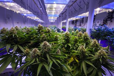 Cover image for research topic "Cannabis and Emotion Processing"