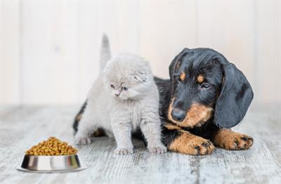 Cover image for research topic "Nutrition and Management of Animals We Keep as Companions"
