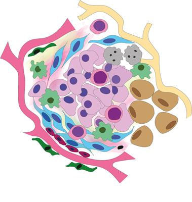 Cover image for research topic "The Translational and Therapeutic Potential of the Tumor Microenvironment in Oral Cancer"