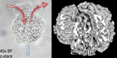 Cover image for research topic "Interactions between Podocytes, Mesangial Cells, and Glomerular Endothelial Cells in Glomerular Diseases"
