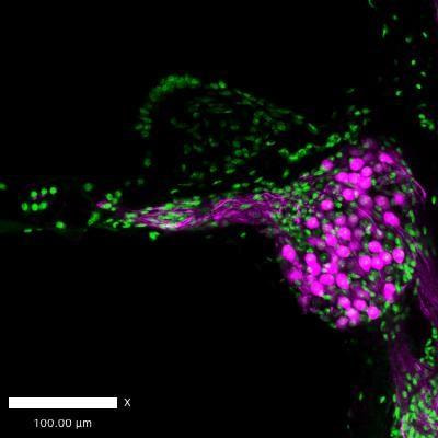 Cover image for research topic "Cochlear Neuron and Ribbon Synapse: Development, Degeneration, Repair and Regeneration"