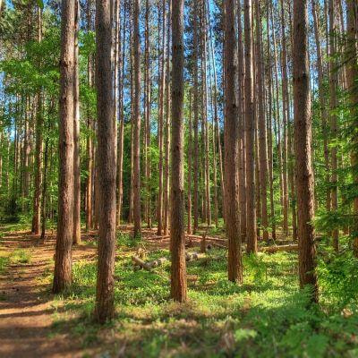 Cover image for research topic "Achieving Climate Change Mitigation in the Forest Sector"