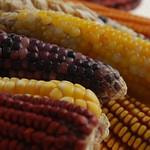 Cover image for research topic "Genomic Selection: Lessons Learned and Perspectives"