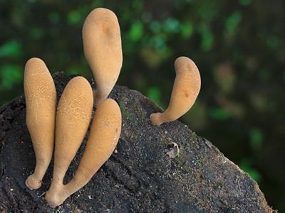 Cover image for research topic "Fungal Systematics and Biogeography"