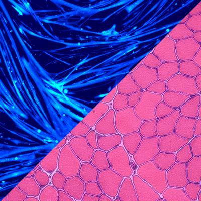 Cover image for research topic "Emerging Mechanisms for Skeletal Muscle Mass Regulation"