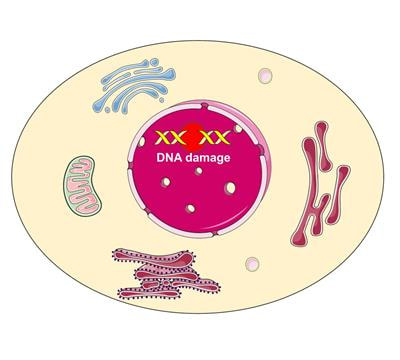 Cover image for research topic "The Role of Different Subcellular Organelles in DNA Damage Response"