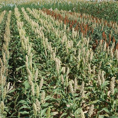 Cover image for research topic "Sorghum and Pearl Millet as Climate Resilient Crops for Food and Nutrition Security"