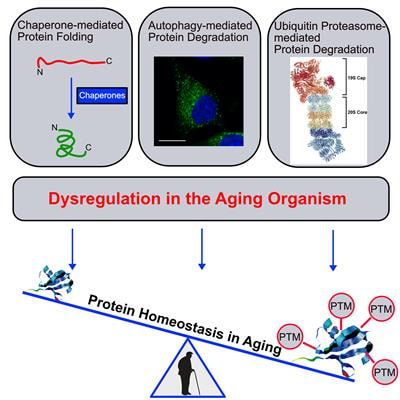 Cover image for research topic "Dysregulated Protein Homeostasis in the Aging Organism"