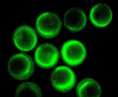 Cover image for research topic "The Fertilization Success from the Oocyte's Perspective"