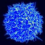 Cover image for research topic "Activation of Innate Immunity by Allergens and Allergenic Sources"