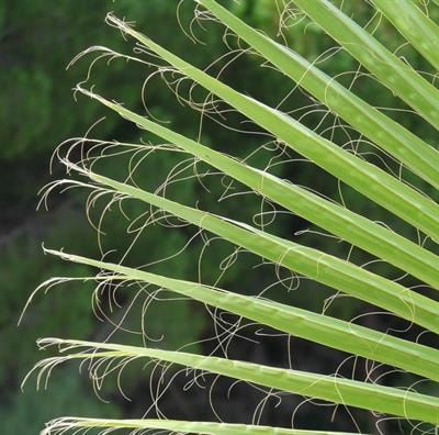 Cover image for research topic "Functional Ecology and Conservation of Palms"