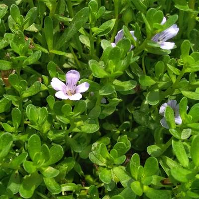 Cover image for research topic "Metabolomics and Ethnopharmacology in the Development of Herbal and Traditional Medicine"