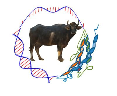 Cover image for research topic "Buffalo Genetics and Genomics"