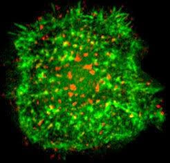 Cover image for research topic "Cytoskeletal Regulation of Immune Response"