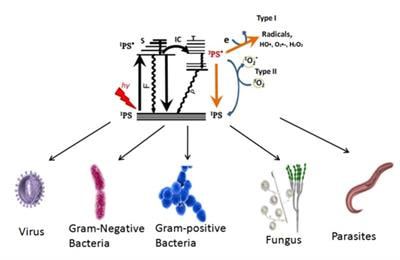 Cover image for research topic "Antimicrobial Photodynamic Therapy: a New Paradigm in the Fight Against Infections"