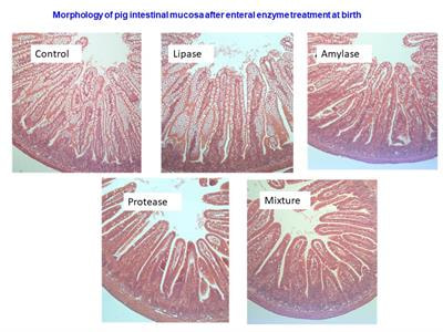 Cover image for research topic "Precocious Gut Maturation: Environmental and Dietary Factors"